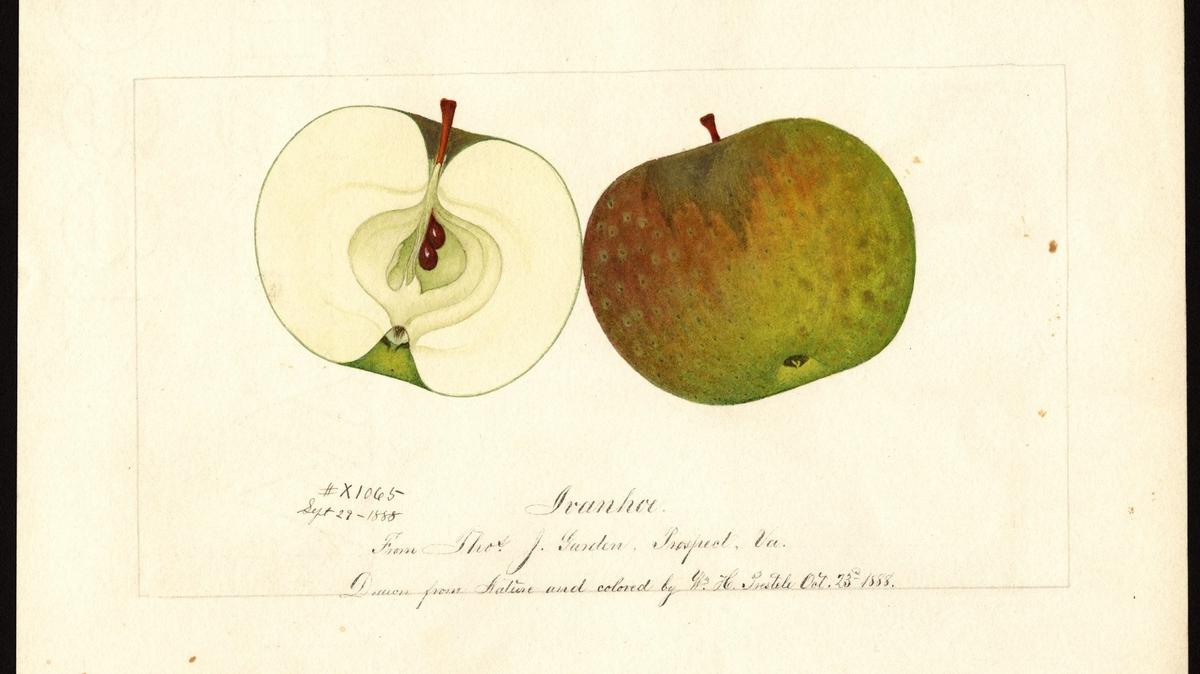 The Ivanhoe apple, which originated in Virginia, was thought to be extinct until the Whitman County Historical Society’s Lost Apple Project discovered the variety near Pullman in fall 2020.