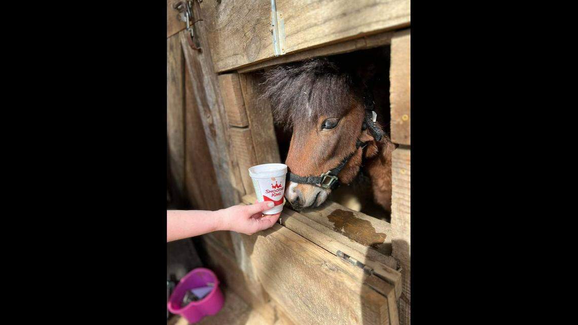 Knight, who went viral on social media after officers spent nearly two hours trying to capture him, has found a new home at an equine therapy center in Alabama.
