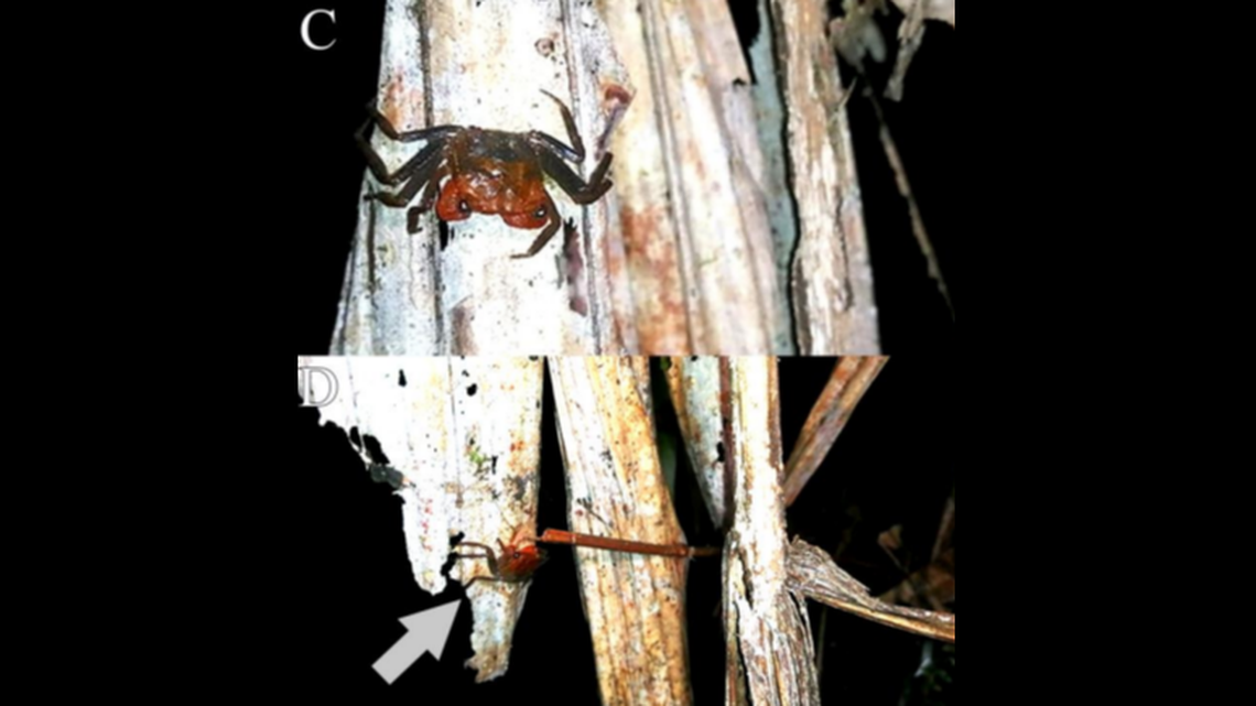 The vampire crabs were found on the fruit of palm plants in a freshwater swamp forest in Thailand, researchers said.