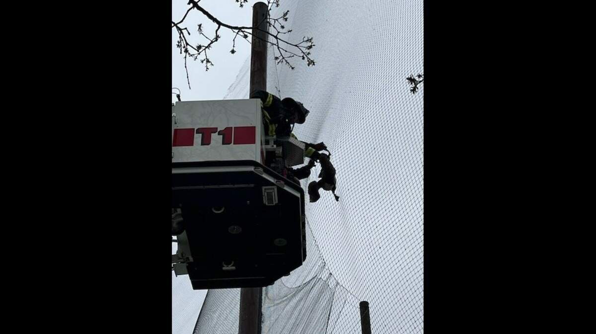 Connecticut firefighters rescued a goose trapped in baseball netting at a park.