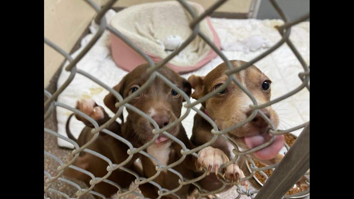 The puppies are “resilient” and are doing much better after a week at the shelter, Hyman said.