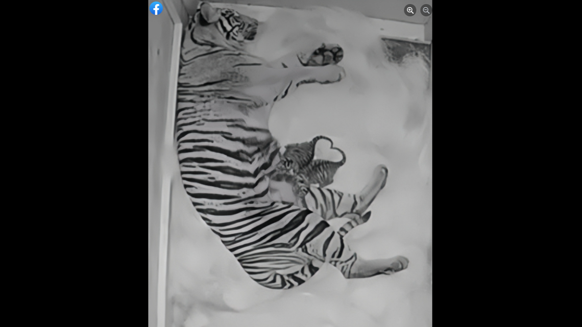 Sumatran tigers are the most endangered tigers in the world, experts say.