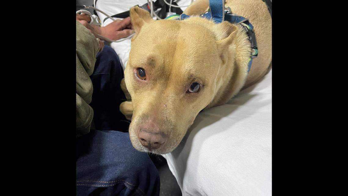 A hiker had been exploring the Harpers Ferry National Historical Park with his dog Angel, but became lost and couldn’t get back to the main trail.