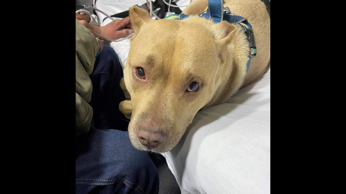 A hiker had been exploring the Harpers Ferry National Historical Park with his dog Angel, but became lost and couldn’t get back to the main trail.
