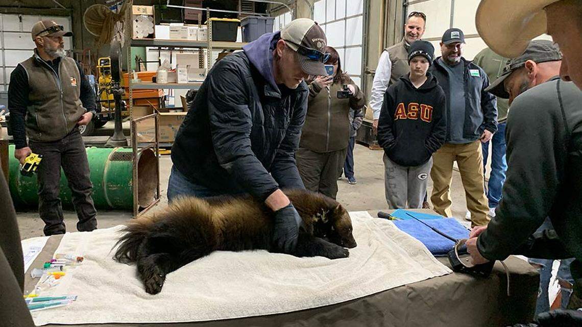 A wolverine was caputured for the first time ever in Utah, wildlife officials said.