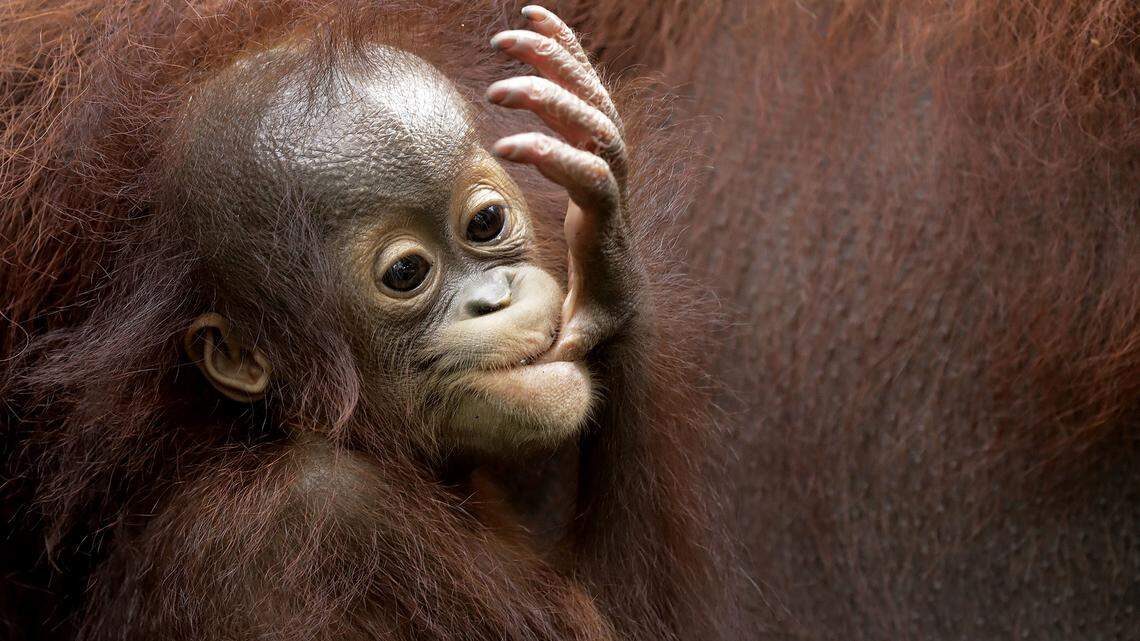 Here's a baby orangutan in Singapore; The Greenville Zoo in South Carolina is expecting a baby of its own this month.