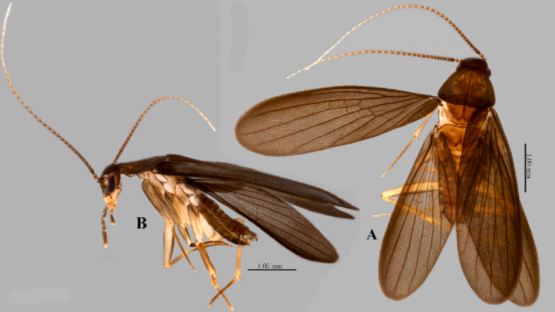 A new species of cockroach was discovered in Singapore and named after a Pokemon character.