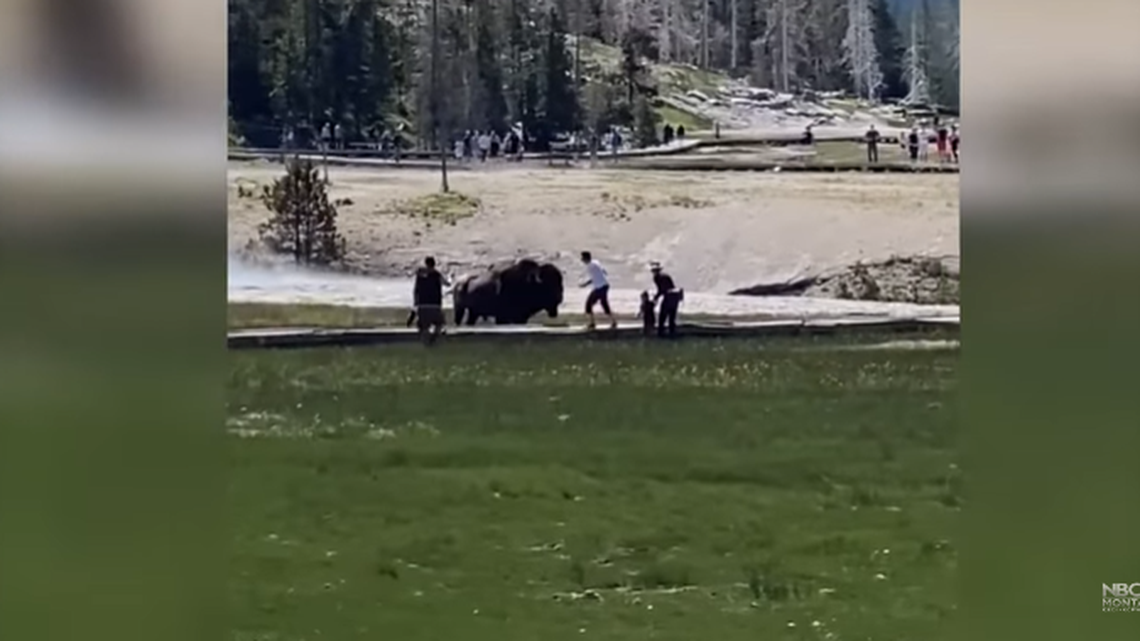 Video from Rob Goodell shows a family charged by a bison at Yellowstone National Park.