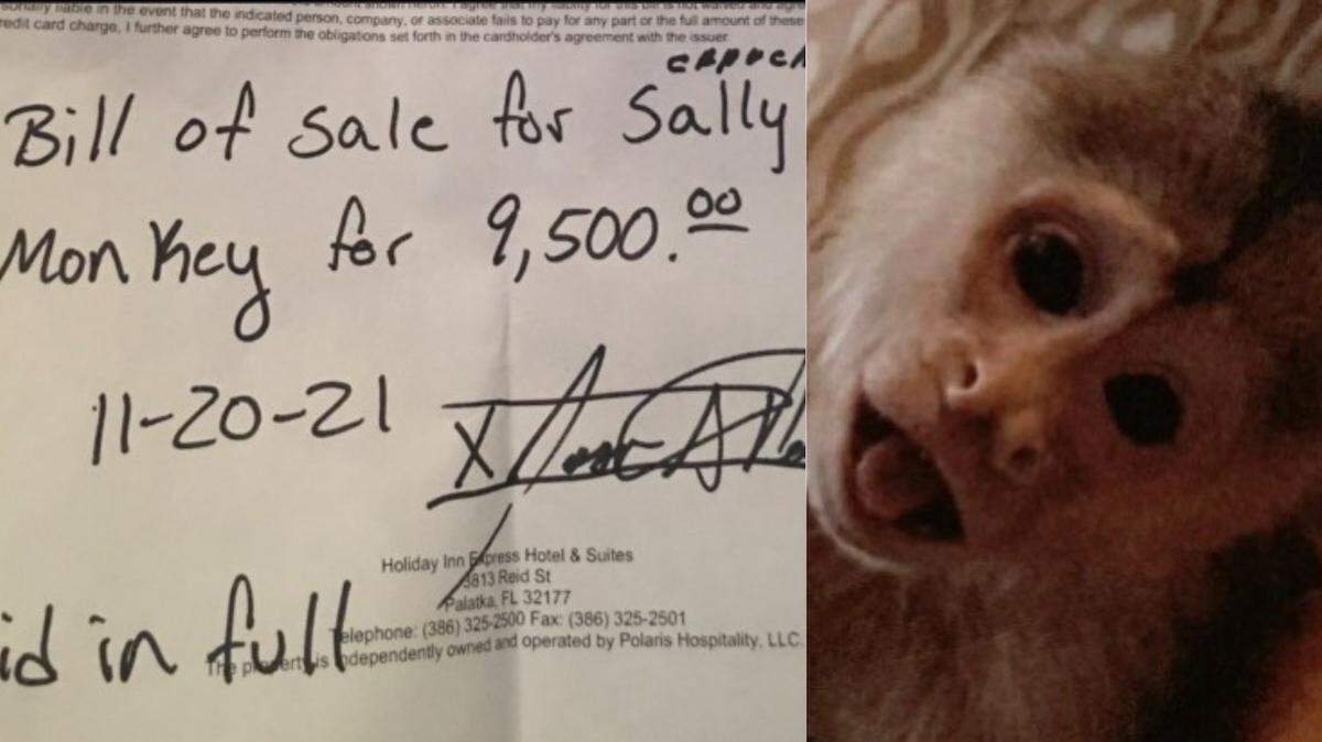 Joann Newberger, 75, was arrested in Putnam County, Florida, on Feb. 18, 2022, after she was cited by the Florida Fish and Wildlife Conservation Commission for reportedly possessing a Capuchin monkey without a permit. Newberger is accused of selling the monkey for $9,500 to a 15-year-old girl from Alabama, whom the monkey later bit.