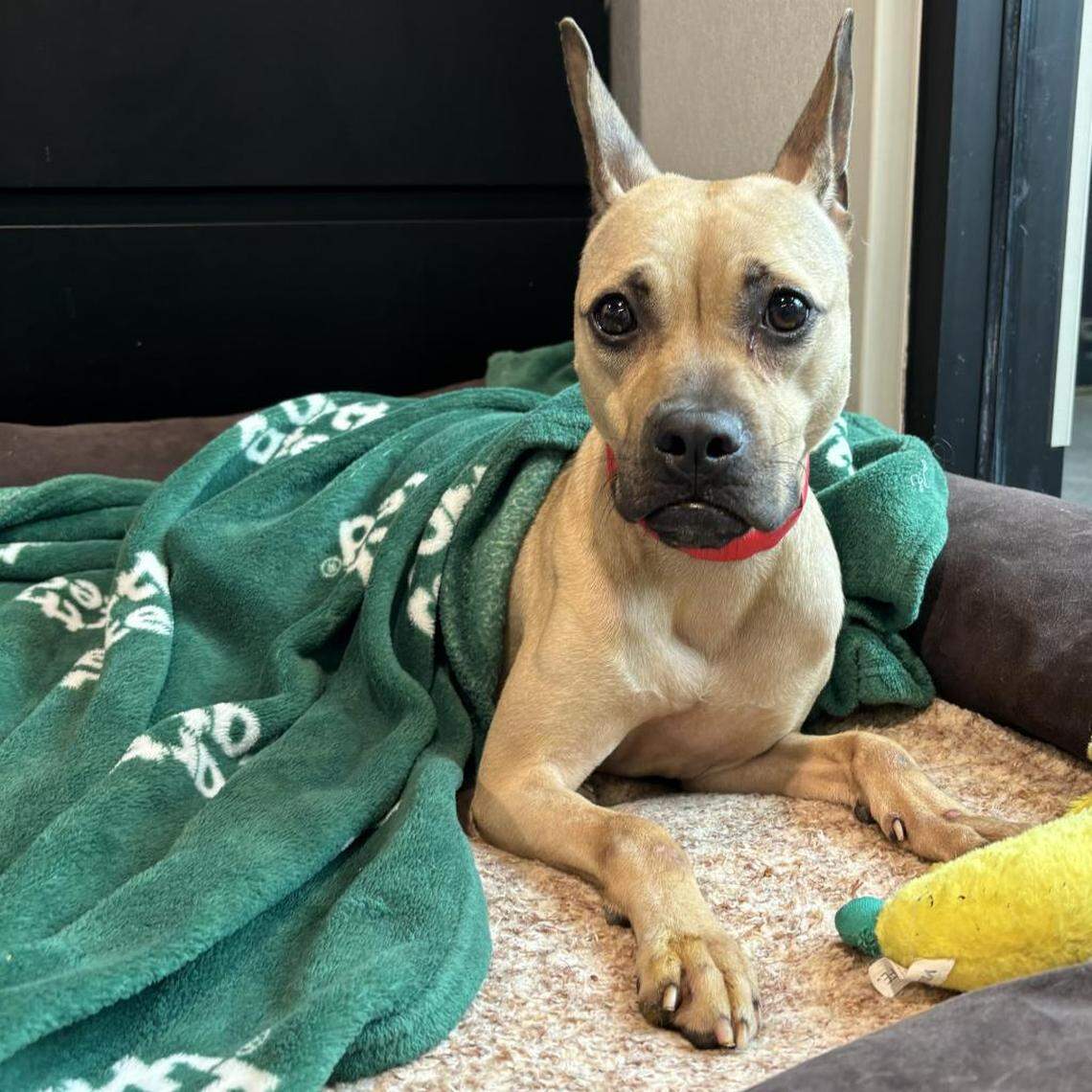 Lele was a very shy dog, but she was also incredibly sweet, a Florida shelter staff member said.