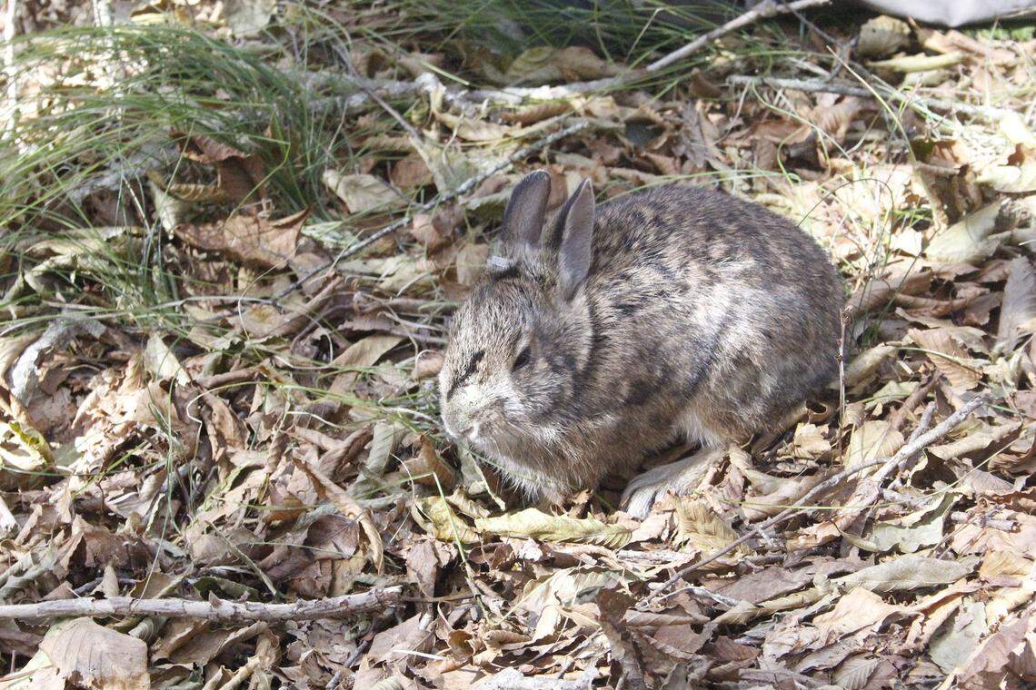 Appalachian cottontails are considered game in North Carolina, although they are rarely hunted due to the terrain they live in, according to North Carolina wildlife officials.