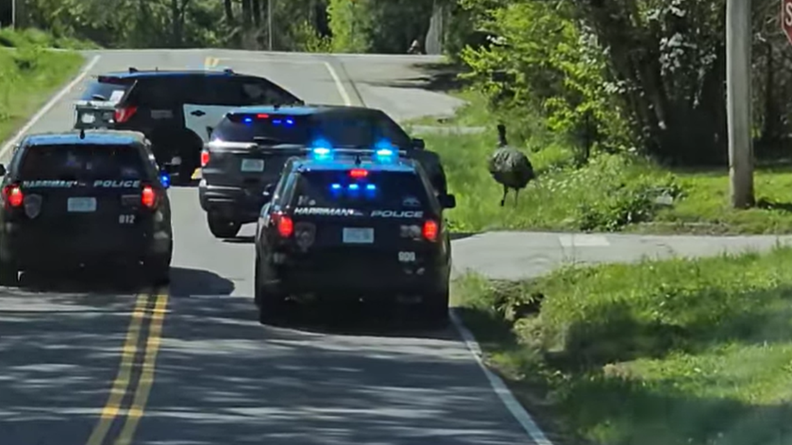 MeeMoo was on the run for 20 miles, his owner said, topping speeds of 40 mph.