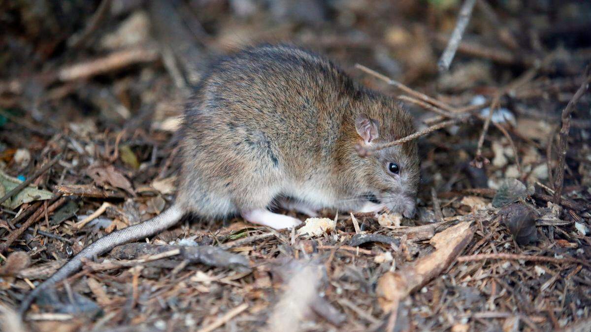 A rat looks on in Paris in December 2016. Police in India said rats ate over 1,000 pounds of confiscated marijuana, according to media reports.