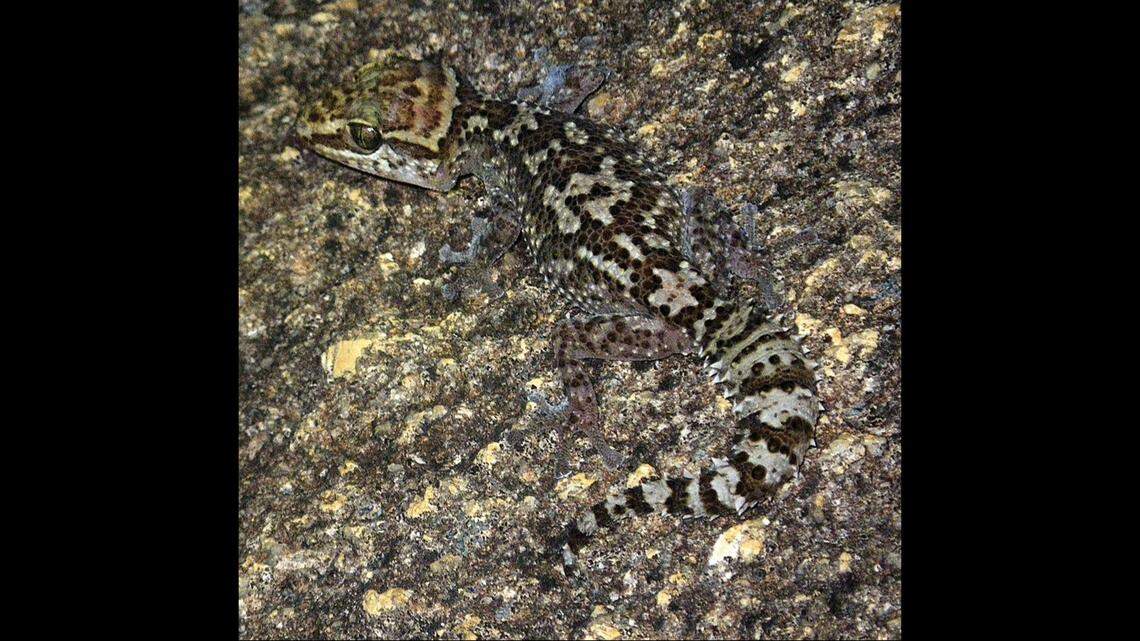 P. manongavato has a spiky tail covered with dark “whorls,” scientists said.