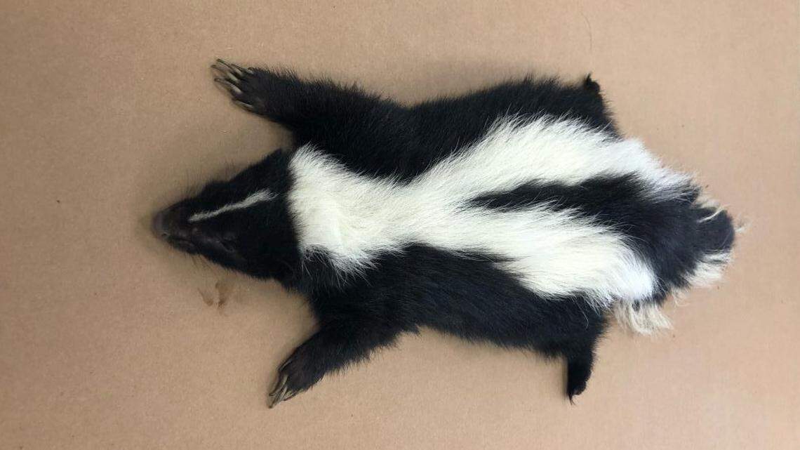 Maui, Hawaii, trucking company workers smelled a live skunk stowed away in a container of ceramic tiles, and called state officials who caught the animal, euthanized it and will test it for rabies to keep the state free of the invasive species.
