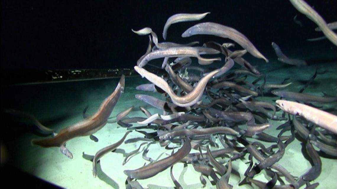 A swarm of eels recorded by University of Hawaii researchers is the largest aggregation of fish ever seen at abyssal depths between Hawaii and Mexico.