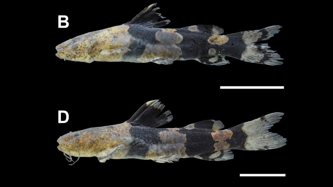 Photos show the variations in the creatures’ dark bands.