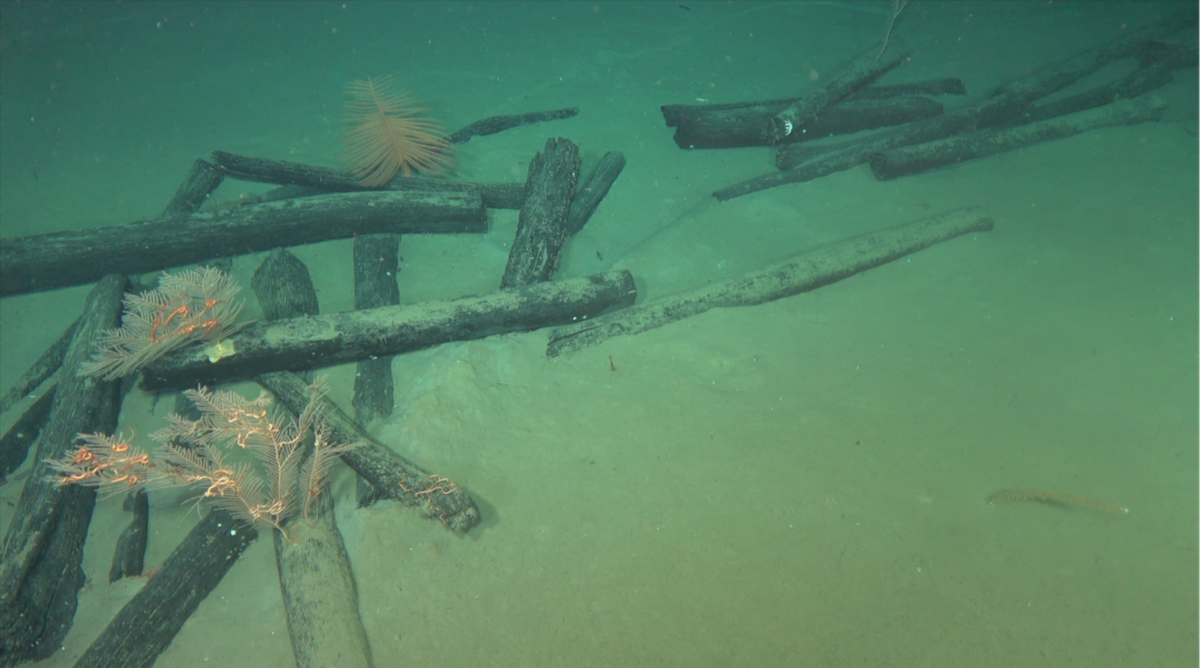 The logs could have been intended for shipbuilding, according to officials.