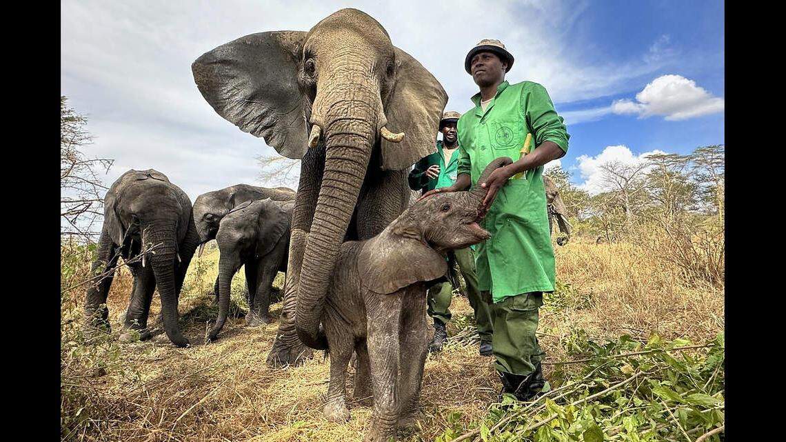 Murera has let humans and elephants spend time with her new daughter, the trust said.