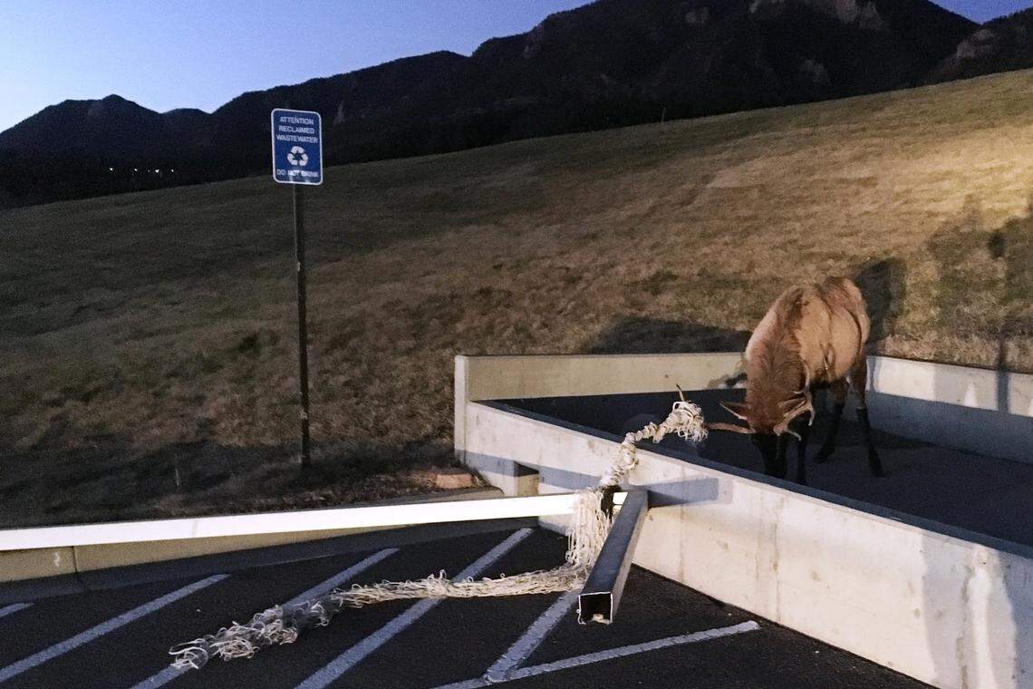 This elk got tangled up in a soccer net at the U.S. Air Force Academy in 2017, according to Colorado Parks and Wildlife officials.