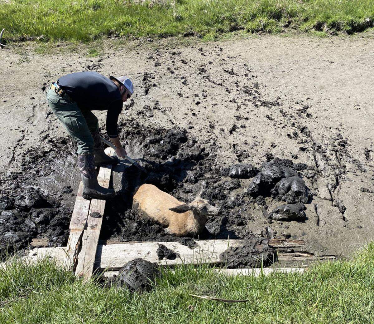 Conservation Officier Nick Noll used boards of wood to avoid sinking into the mud.