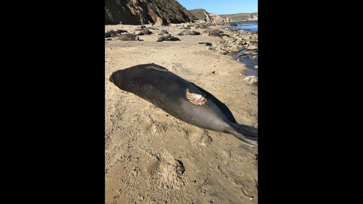 Three elephant seals had fresh shark bites at Point Reyes National Seashore, the park said. 