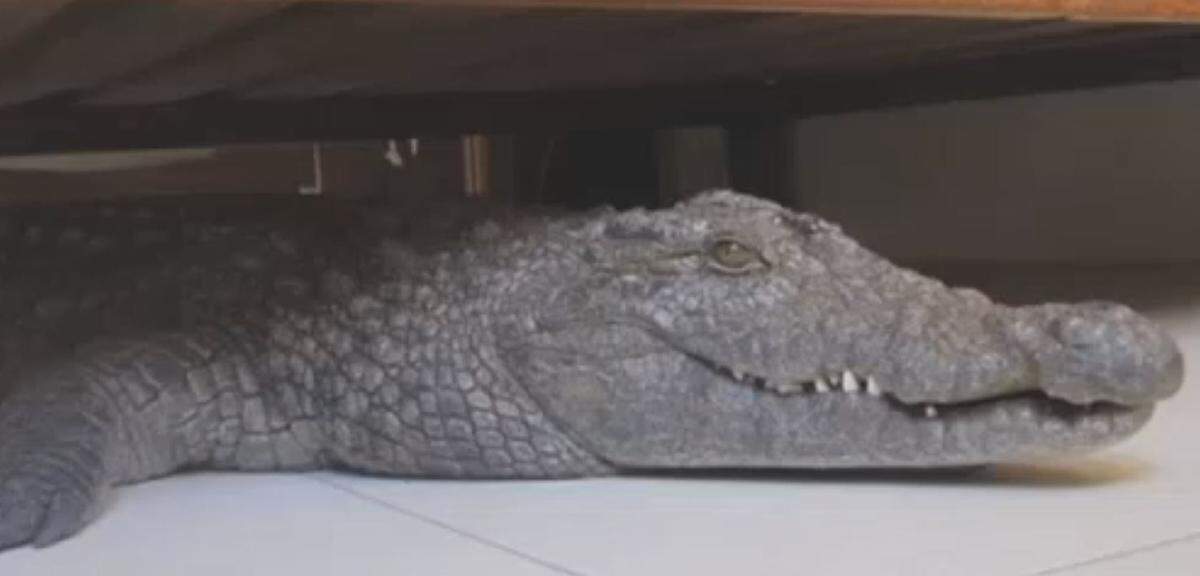 Police told News 12 Connecticut the alligator in the photo looked like this one.
