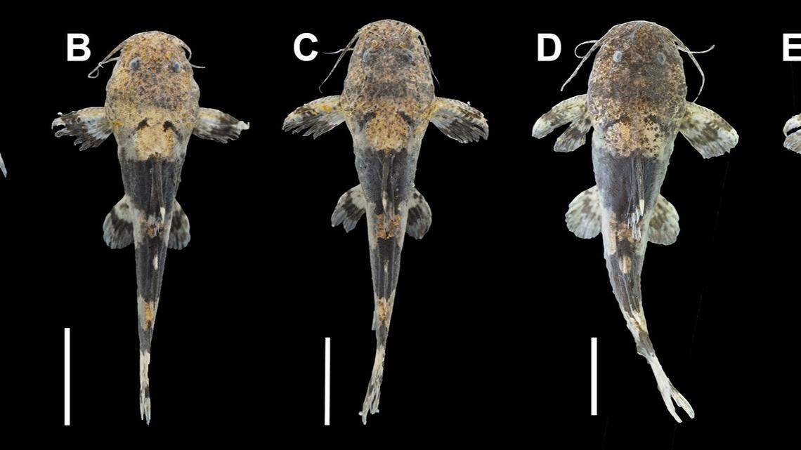 The catfish’s head is a rounded trapezoid shape, researchers said.