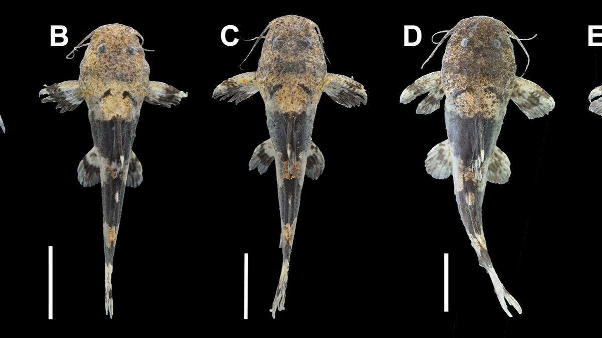 The catfish’s head is a rounded trapezoid shape, researchers said.
