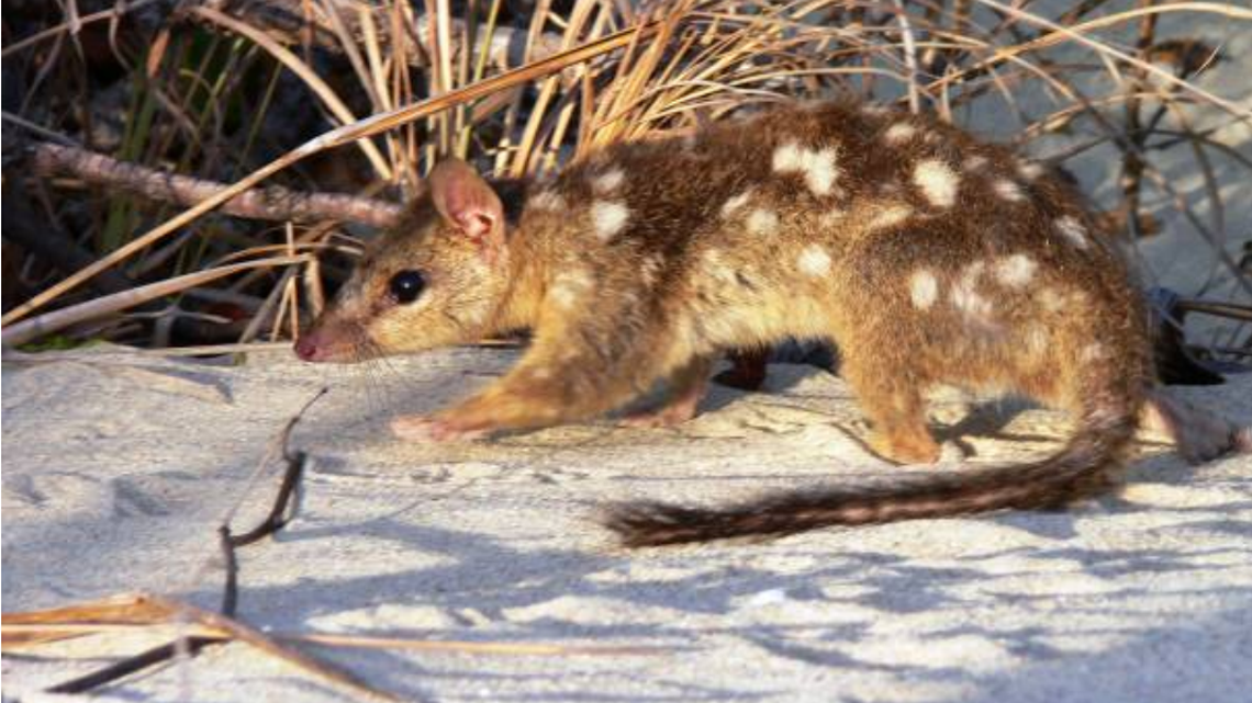 The northern quoll, an endangered marsupial species native to Australia, is literally dying for sex, new research suggests.