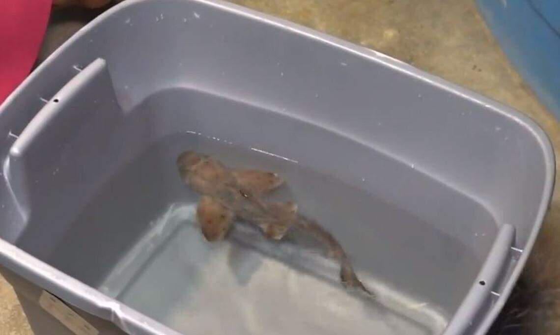 Ms. Helen, the 1-year-old horn shark that was stolen from the San Antonio Aquarium, was returned Monday night.