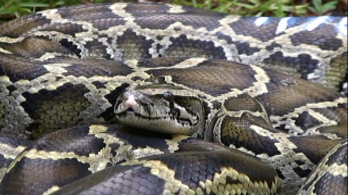 In a June, 2009 file photo taken from video, a Burmese python is seen in the snake pit at the Savannah River Ecology Lab in South Carolina. Hundreds of “constrictor-type” snakes were seized from a home in San Antonio, Texas Wednesday after investigators say the animals were being kept in “deplorable” conditions.