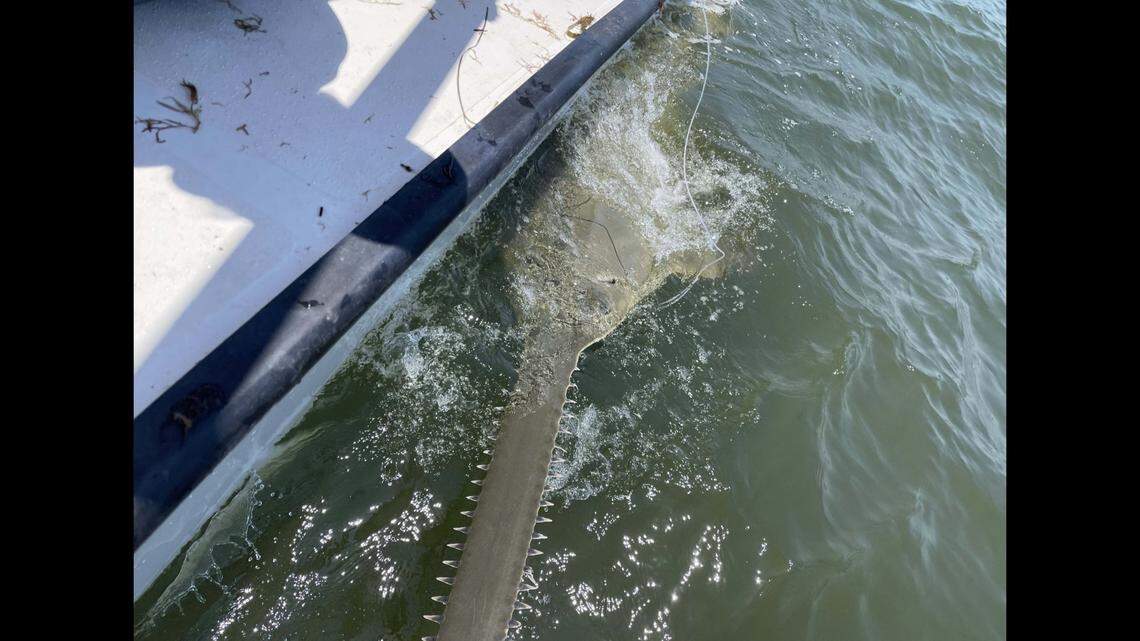 Smalltooth sawfish have been a protected species in Florida since 1992 and were added to the Endangered Species Act in 2003, the researchers said.