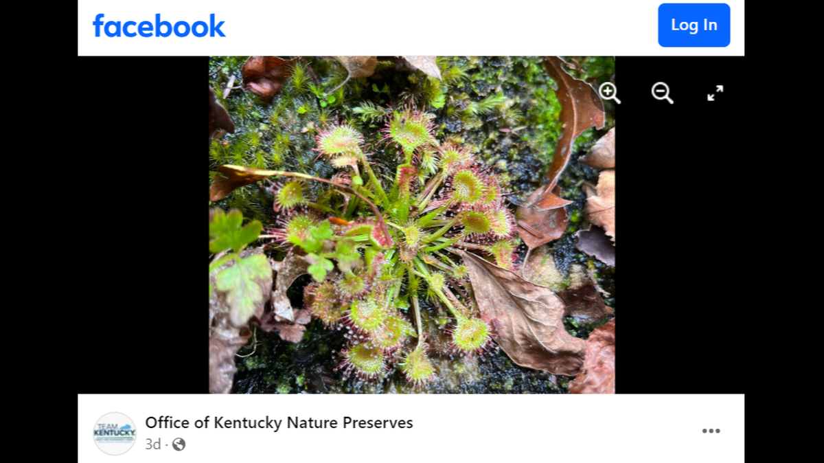 Botanists discovered the first known population of round-leaved sundew in Kentucky, experts say.
