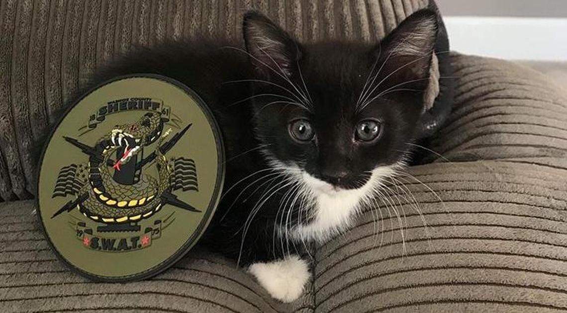 The kitten was named “ACE” and adopted by a SWAT deputy, authorities said.
