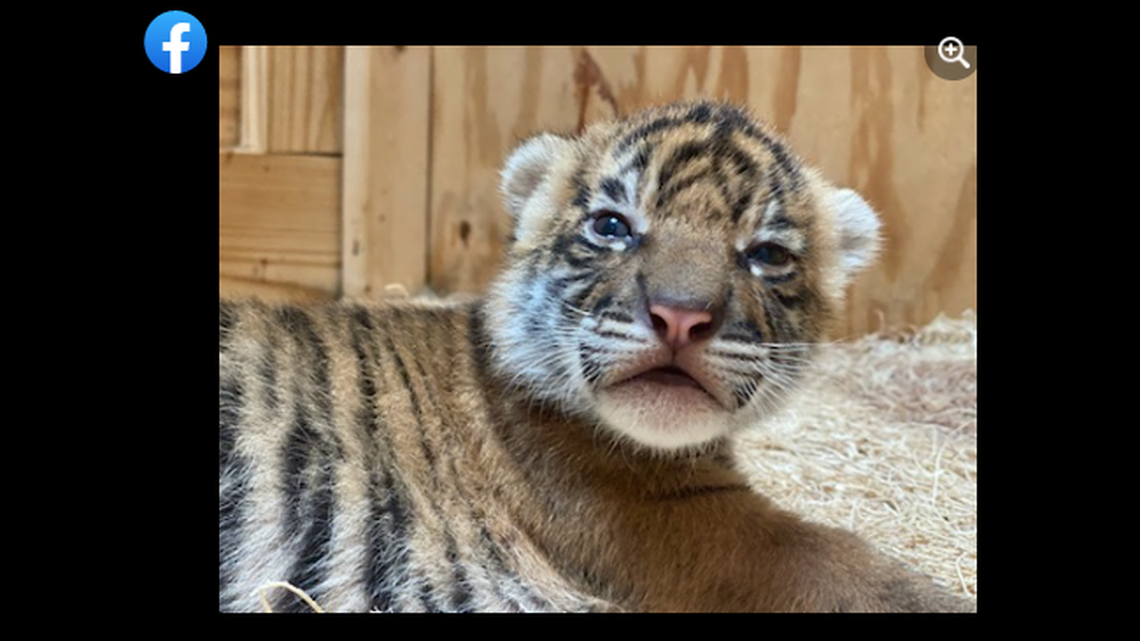 Dari became a first time mom when she welcomed two cubs on May 5, zoo officials said.