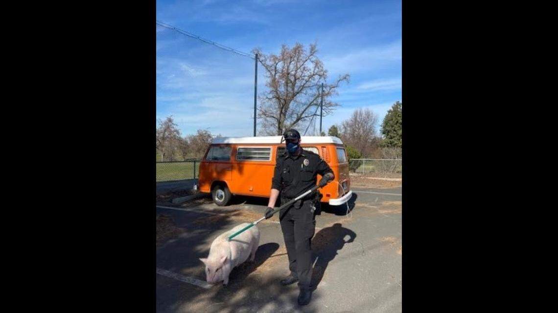 Elvis Pigsley was rescued from an overheating van in Walla Walla, Washington on March 4, 2021.