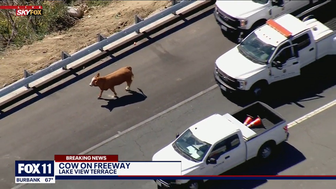 A runaway cow led officers on a chase through Los Angeles on March 9.