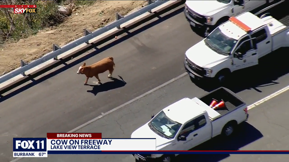 A runaway cow led officers on a chase through Los Angeles on March 9.