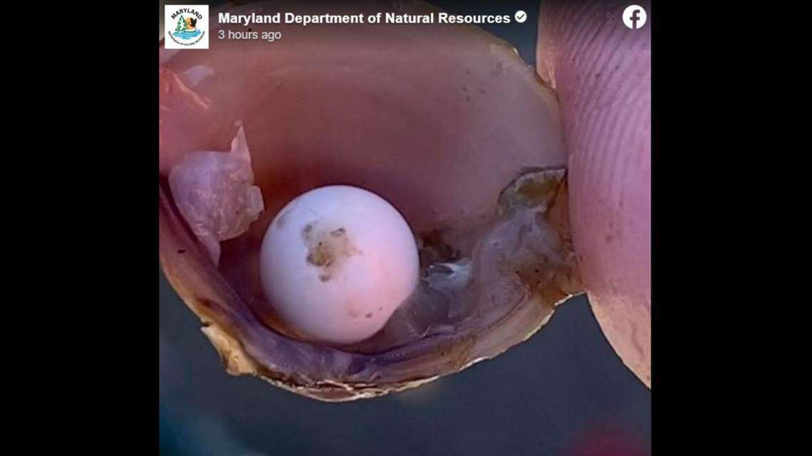 Kids discovered a pearl inside a freshwater clam in Maryland, officials said.
