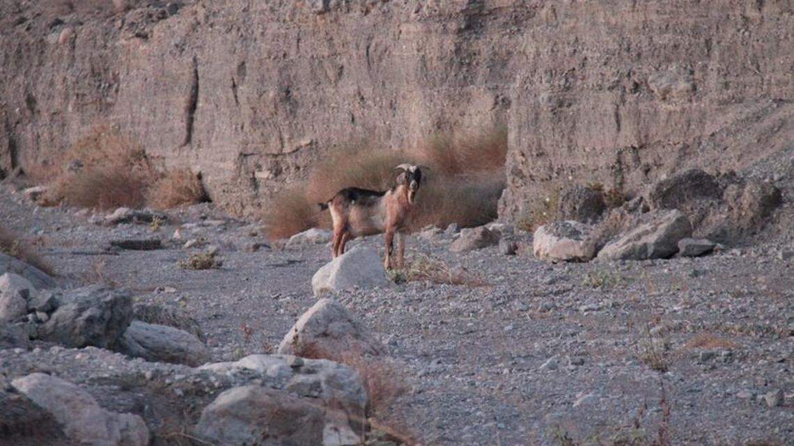 A Death Valley National Park tourist spotted a domestic goat within the park.