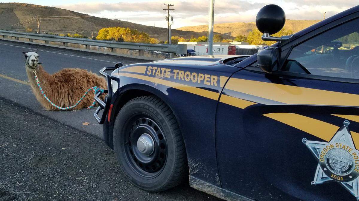 A llama escaped from the bed of a pickup and sat an onramp, Oregon State Police.