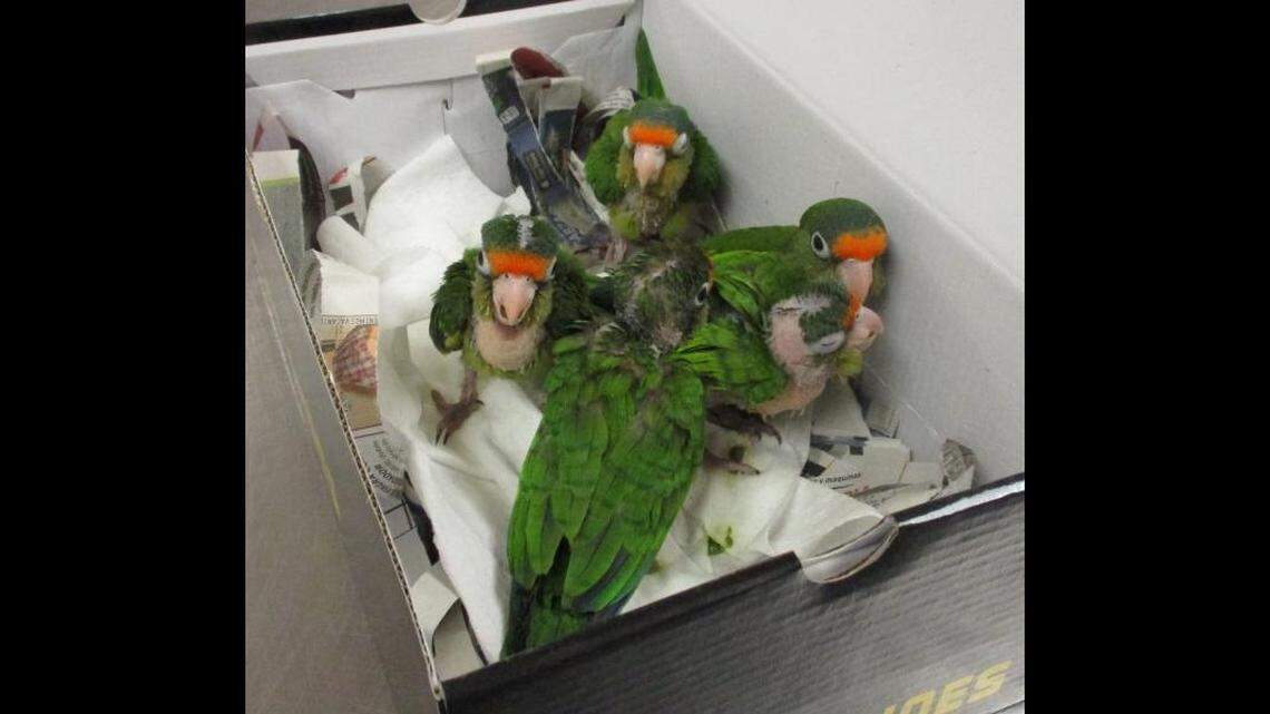 Border officials discovered a box of five live parrots inside a car attempting to enter the U.S. from Mexico.