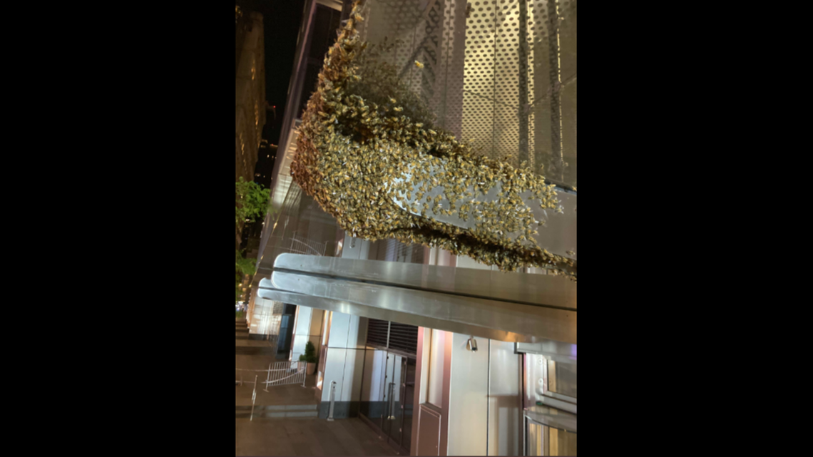 New York City Police Department beekeepers removed 8,000 bees from the World Trade Center.