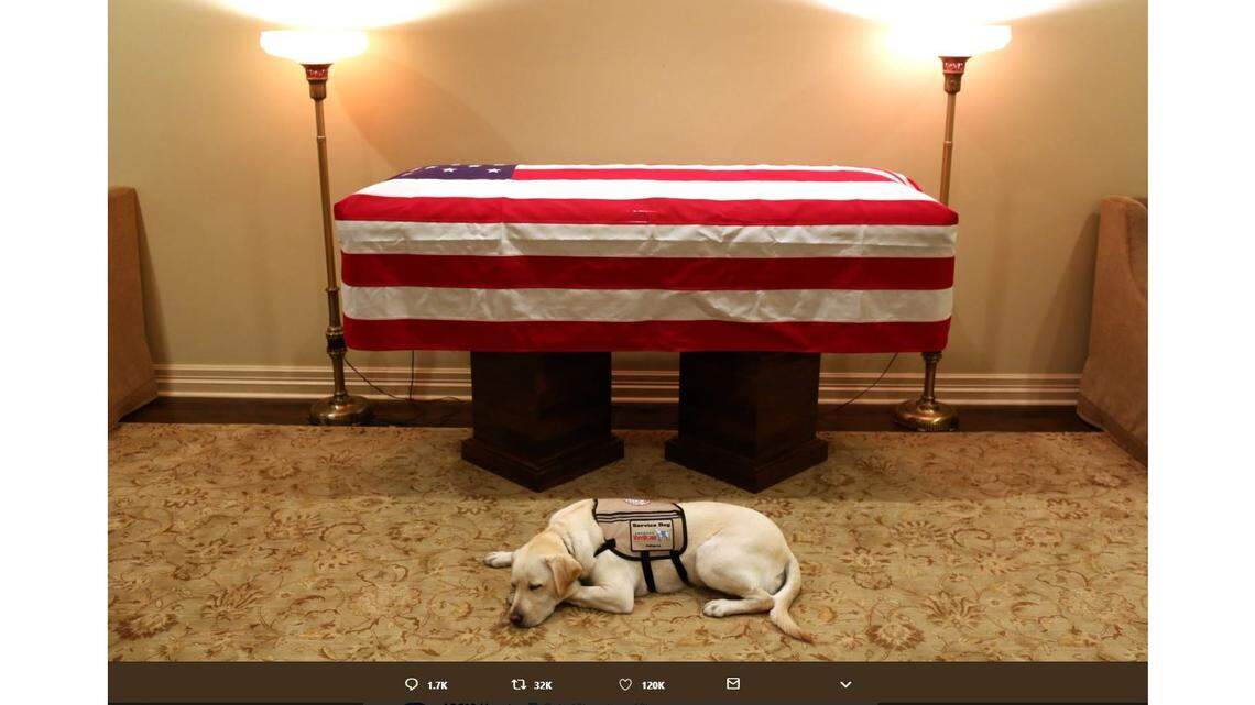 Sully, George H.W. Bush’s service dog, lies next to Bush’s casket in Houston.