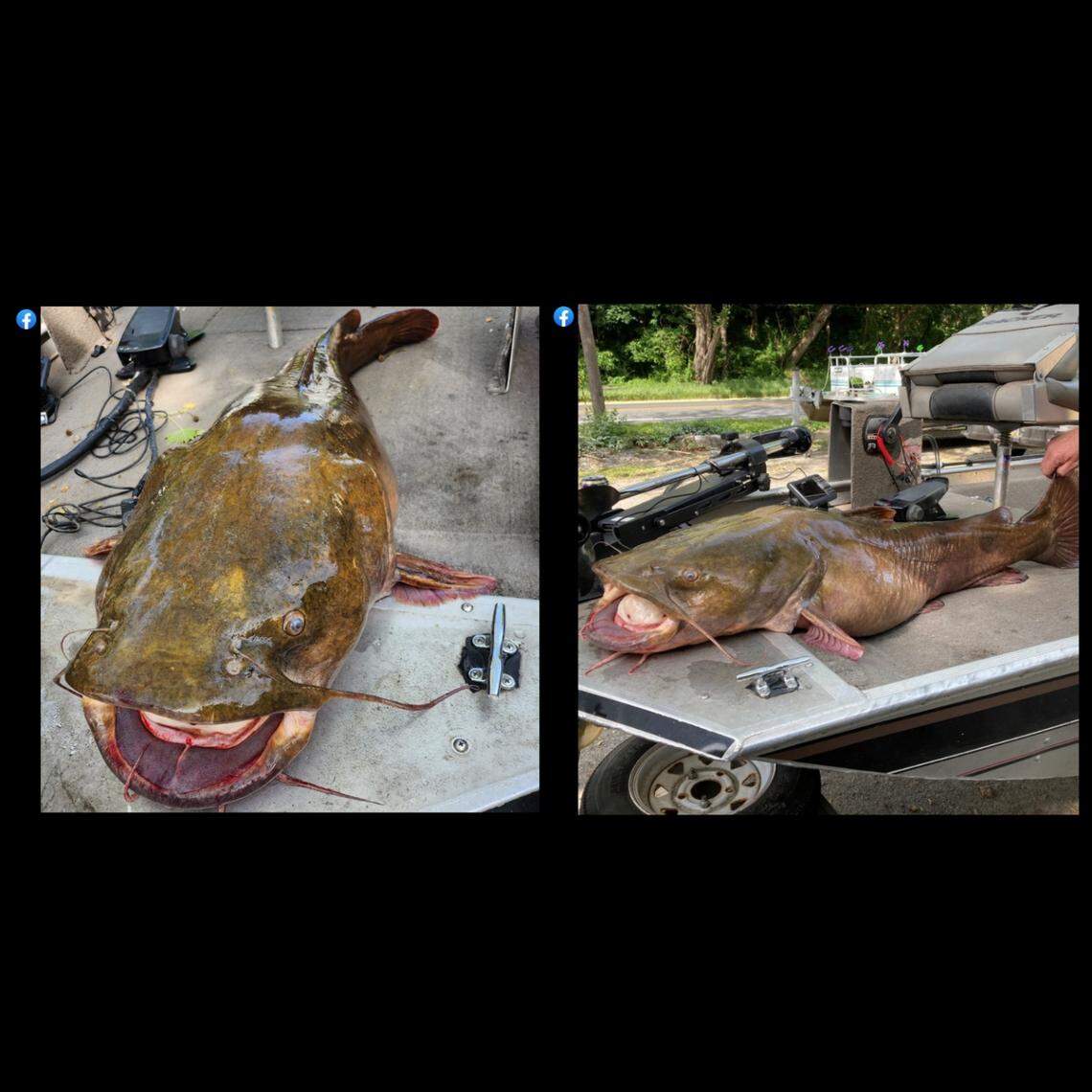 The fish was the third Wherley and his fishing buddy caught on May 14, officials said.