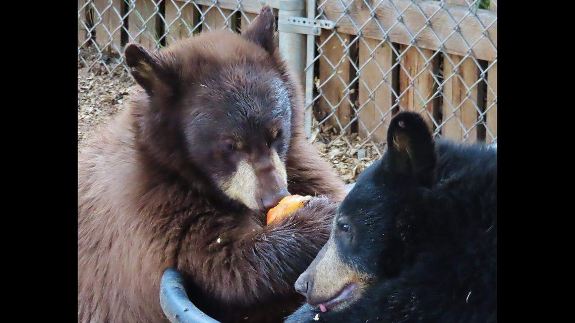 A poacher shot and killed a bear with two cubs in July, Colorado officials said.