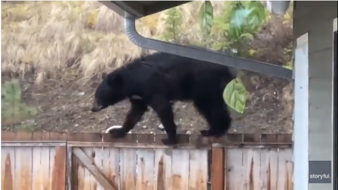 Chris Fritts captured a bear on video balancing on her backyard fence at her Big Arm, Montana, home in April.