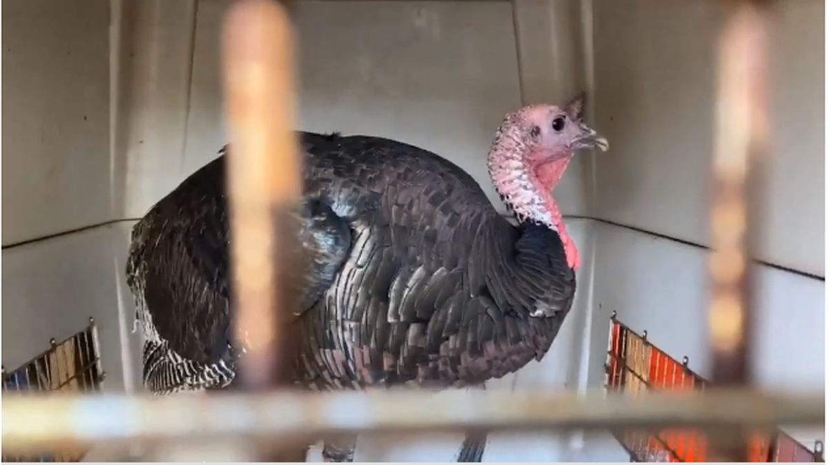 A wild turkey that terrorized an Oakland, California, neighborhood since May was captured and released by a wildlife official while she was dressed as an “old lady.”