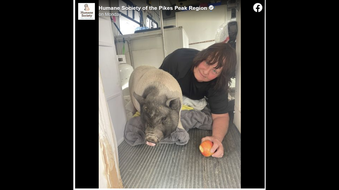 Weeks after a woman’s pig vanished from her yard, it was found by the Humane Society of the Pikes Peak Region shelter.